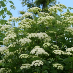 Blue Muffin® Arrowwood Viburnum 10 Blue Muffin® Arrowwood Viburnum -Plant Series bluemuffin4