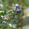'Blueray' Blueberry -Plant Series blueray blueberry 1
