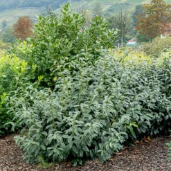 Schipka Cherry Laurel -Plant Series botanikfoto 638210 800 cc75f0f6 cd73 401d 9a61 91e1097bd5f4