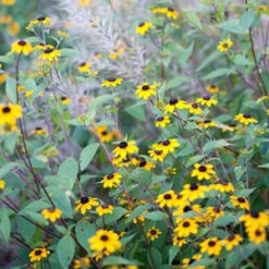 Brown-Eyed Susan (Rudbeckia) 7 Brown-Eyed Susan (Rudbeckia) -Plant Series brown eyed susan 3