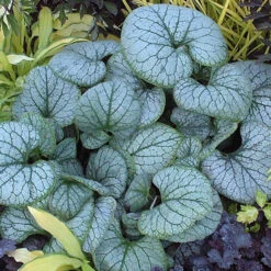 'Jack Frost' Siberian Bugloss -Plant Series brunnera jack frost 2