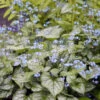 'Jack Frost' Siberian Bugloss -Plant Series brunnera jack frost 3