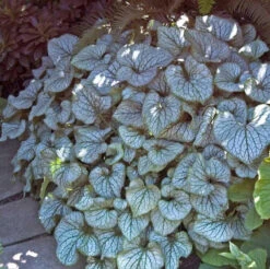 'Jack Frost' Siberian Bugloss -Plant Series brunnera jack frost 5