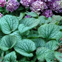'Jack Frost' Siberian Bugloss -Plant Series brunnera jack frost 6