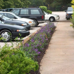 Lo & Behold® 'Blue Chip' Butterfly Bush 13 Lo & Behold® 'Blue Chip' Butterfly Bush -Plant Series buddleia lo behold blue chip 2 P