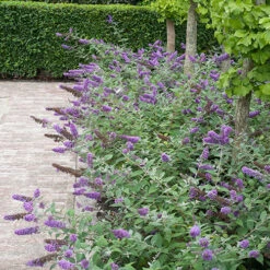 Lo & Behold® 'Blue Chip' Butterfly Bush 14 Lo & Behold® 'Blue Chip' Butterfly Bush -Plant Series buddleia lo behold blue chip 6 P