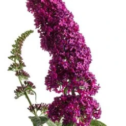 'Miss Molly' Butterfly Bush 12 'Miss Molly' Butterfly Bush -Plant Series buddleia miss molly butterfly bush 2