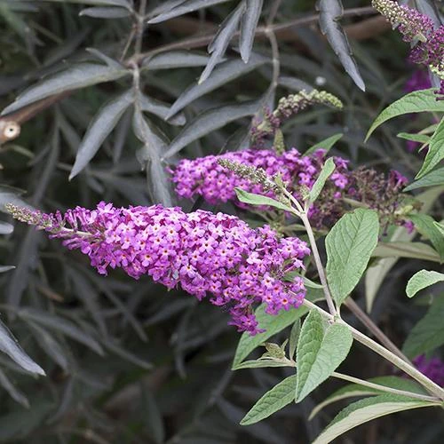 'Miss Ruby' Butterfly Bush 7 'Miss Ruby' Butterfly Bush - Image 5