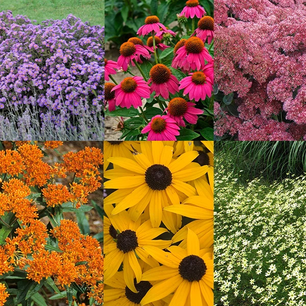 Butterfly Garden Collection 3 Butterfly Garden Collection