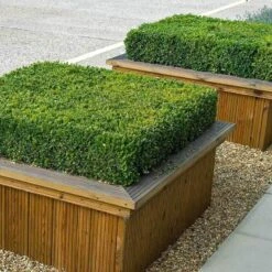 'Green Velvet' Boxwood 9 'Green Velvet' Boxwood -Plant Series buxus green velvet boxwood 4 sw