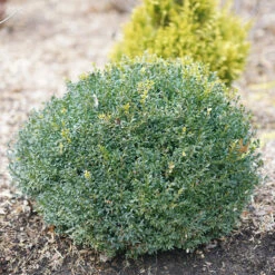 North Star® Boxwood 9 North Star® Boxwood -Plant Series buxus north star 1