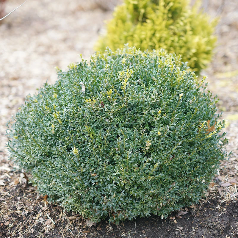 North Star® Boxwood 5 North Star® Boxwood - Image 3
