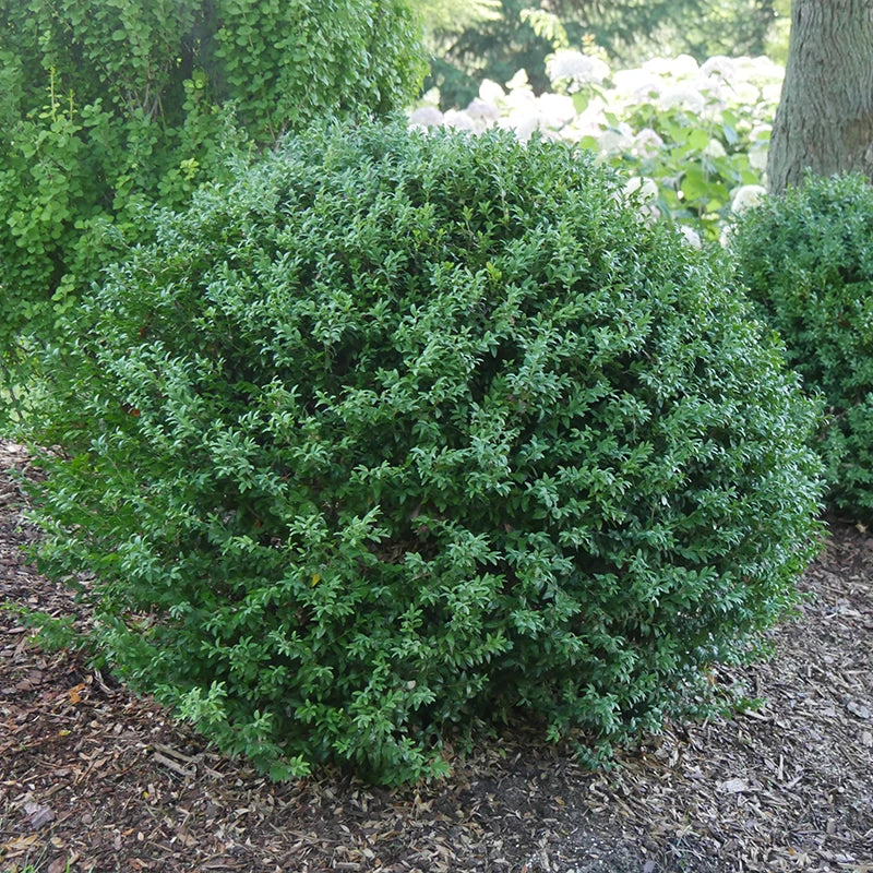 North Star® Boxwood 3 North Star® Boxwood