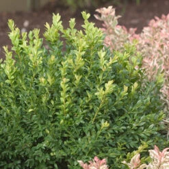 North Star® Boxwood 10 North Star® Boxwood -Plant Series buxus north star 4