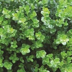Sprinter® Boxwood 11 Sprinter® Boxwood -Plant Series buxus sprinter boxwood 5