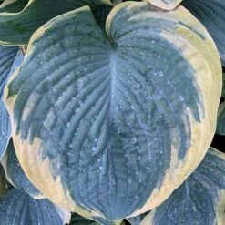 Shadowland® 'Gigantosaurus' Hosta -Plant Series c30830f4fcabea0210ff57c580e649bc