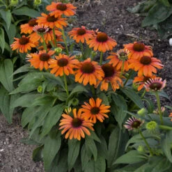 Color Coded™ 'Orange You Awesome' Coneflower -Plant Series c54e5321f196c5503f4a0283b86ec6c7