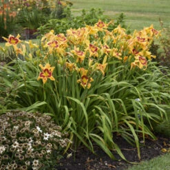 Rainbow Rhythm® 'Tiger Swirl' Daylily -Plant Series ca7538716e1824a1bce7d6e6229ae043
