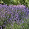 'Hidcote' Lavender 1 'Hidcote' Lavender -Plant Series ca835650a463bd9b9f92bf4a960d460c