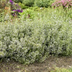 Calamint 13 Calamint -Plant Series calamint catmint