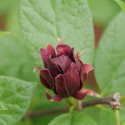 Simply Scentsational® Sweetshrub -Plant Series calycanthus simply scentsational 2 1080 1080 60