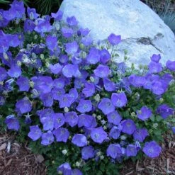 'Rapido Blue' Bellflower 8 'Rapido Blue' Bellflower -Plant Series campanula rapido blue 1