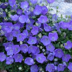 'Rapido Blue' Bellflower 9 'Rapido Blue' Bellflower -Plant Series campanula rapido blue 2