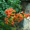 Trumpet Vine 2 Trumpet Vine -Plant Series campsis radicans trumpet creeper 1