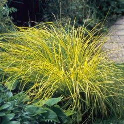 'Bowles Golden' Sedge -Plant Series carex bowles golden 3