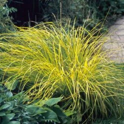 Brighten A Shady Spot Collection -Plant Series carex bowles golden 3 846f61fa 4e44 44a6 91d9 8307e52e0dfb