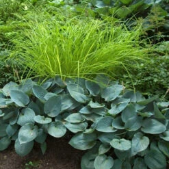 'Bowles Golden' Sedge -Plant Series carex bowles golden 4