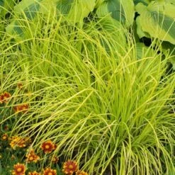 'Bowles Golden' Sedge -Plant Series carex bowles golden 5