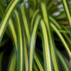 EverColor® 'Eversheen' Sedge 2 EverColor® 'Eversheen' Sedge -Plant Series carex oshimensis eversheen sedge