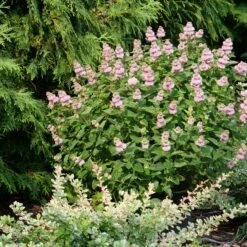 Beyond Pink'd™ Bluebeard 8 Beyond Pink'd™ Bluebeard -Plant Series caryopteris beyond pinkd 4 sw