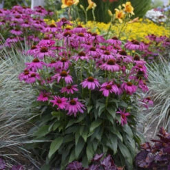 'Purple Emperor' Coneflower -Plant Series cceea3f0f81c56f7094f90475b0e60e8