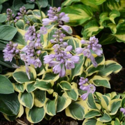 'Mini Skirt' Hosta -Plant Series cd02831323a883976c9dc71c4e164c72
