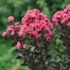 Center Stage® Coral Crapemyrtle -Plant Series center stage coral crapemyrtle 2 sw