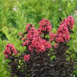 Center Stage® Coral Crapemyrtle 9 Center Stage® Coral Crapemyrtle -Plant Series center stage coral crapemyrtle 3 sw