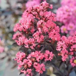Center Stage® Coral Crapemyrtle 10 Center Stage® Coral Crapemyrtle -Plant Series center stage coral crapemyrtle 4 sw