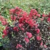 Center Stage® Pink Crapemyrtle -Plant Series center stage pink crapemyrtle 1 sw