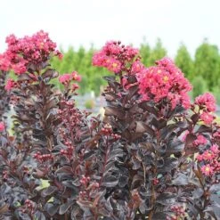 Center Stage® Pink Crapemyrtle -Plant Series center stage pink crapemyrtle 3 sw