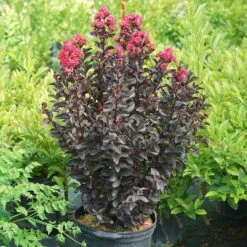 Center Stage® Pink Crapemyrtle -Plant Series center stage pink crapemyrtle 5 sw