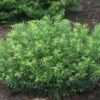 'Duke Gardens' Plum Yew -Plant Series cephalotaxus duke gardens 1 sw