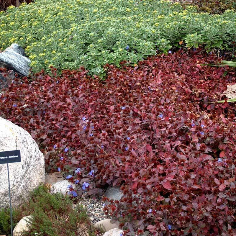 Hardy Plumbago 6 Hardy Plumbago - Image 4