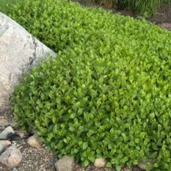 Hardy Plumbago 8 Hardy Plumbago -Plant Series ceratostigma plumbaginoides plumbago 3 sw