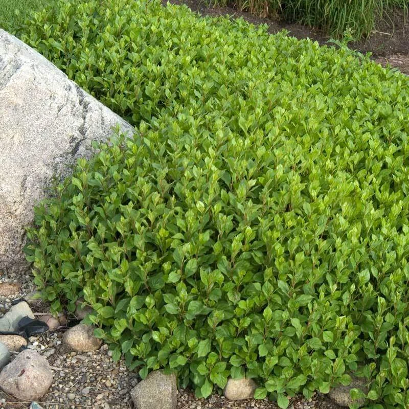 Hardy Plumbago 4 Hardy Plumbago - Image 2