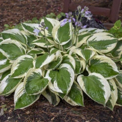 'Patriot' Hosta 10 'Patriot' Hosta -Plant Series cfeeadbcfa09906c53303e308a61b5cf