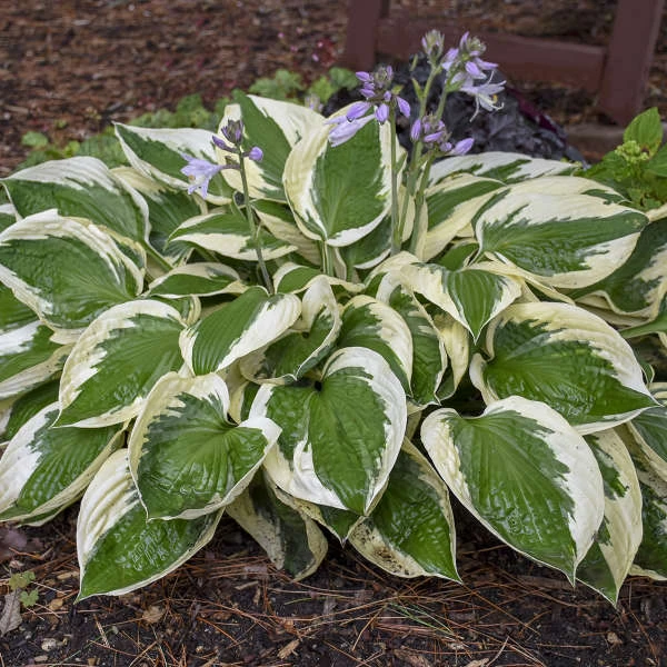 'Patriot' Hosta 5 'Patriot' Hosta - Image 3