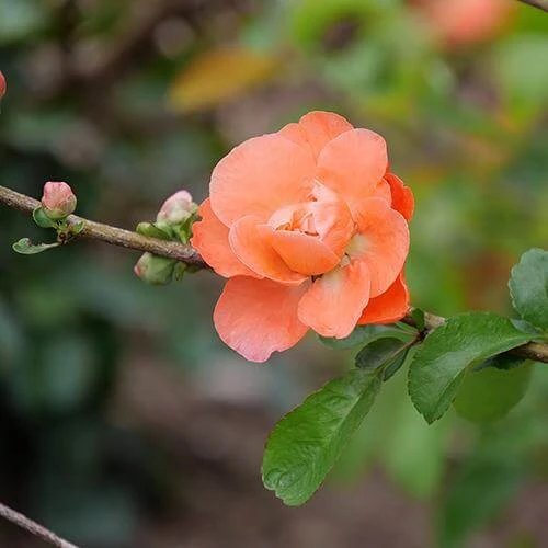 Double Take Peach™ Flowering Quince 4 Double Take Peach™ Flowering Quince - Image 2