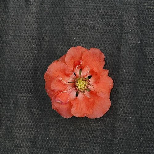 Double Take Peach™ Flowering Quince 5 Double Take Peach™ Flowering Quince - Image 3